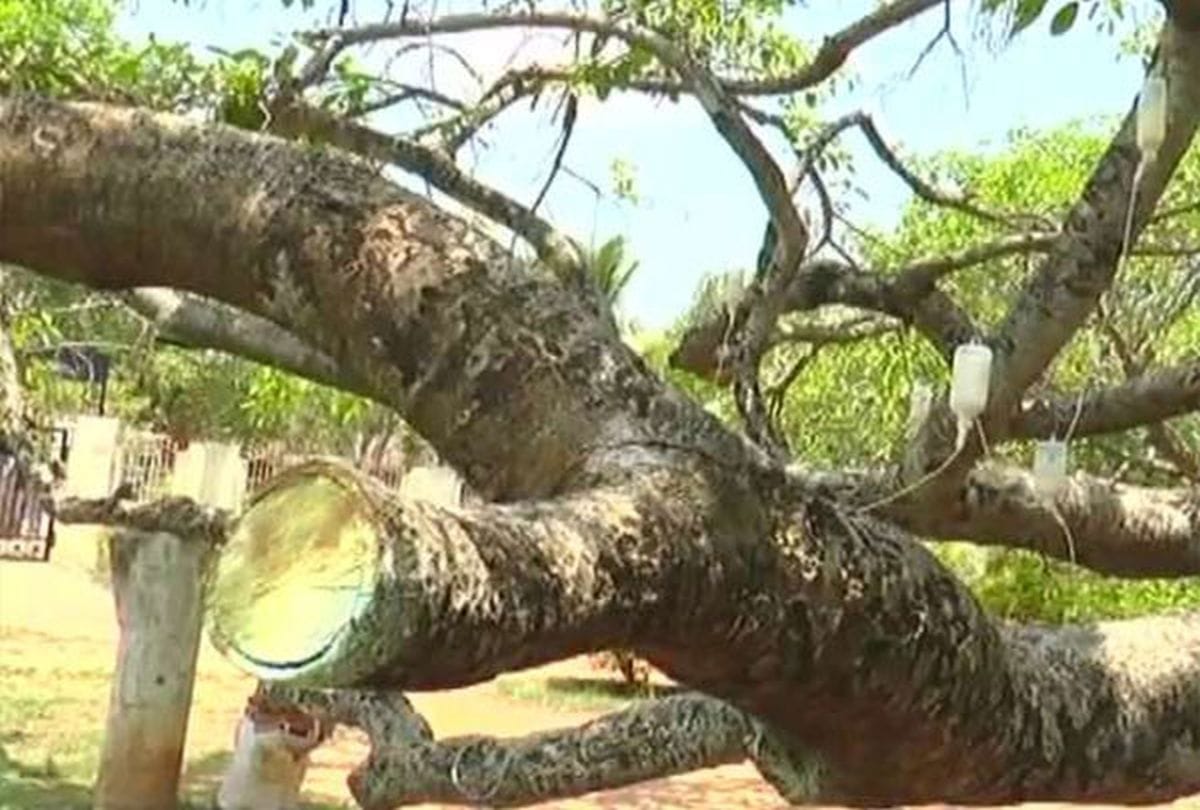 This Tree is undergoing treatment like human 