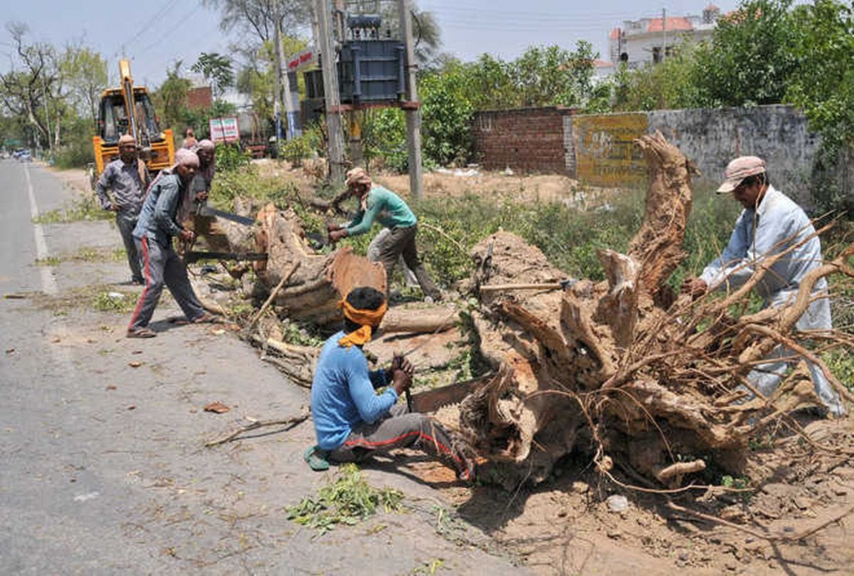 Video being Viral on social media of trees Transfer 