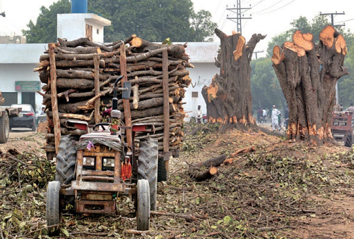 Video being Viral on social media of trees Transfer 