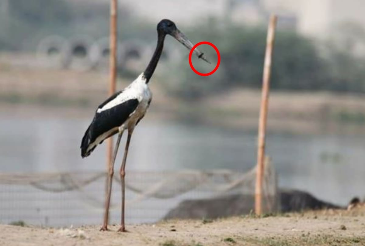 australian black necked stork bird rescued from plastic ring around its beak in gurugram