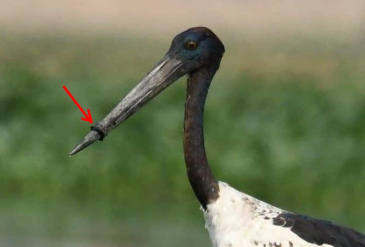 australian black necked stork bird rescued from plastic ring around its beak in gurugram