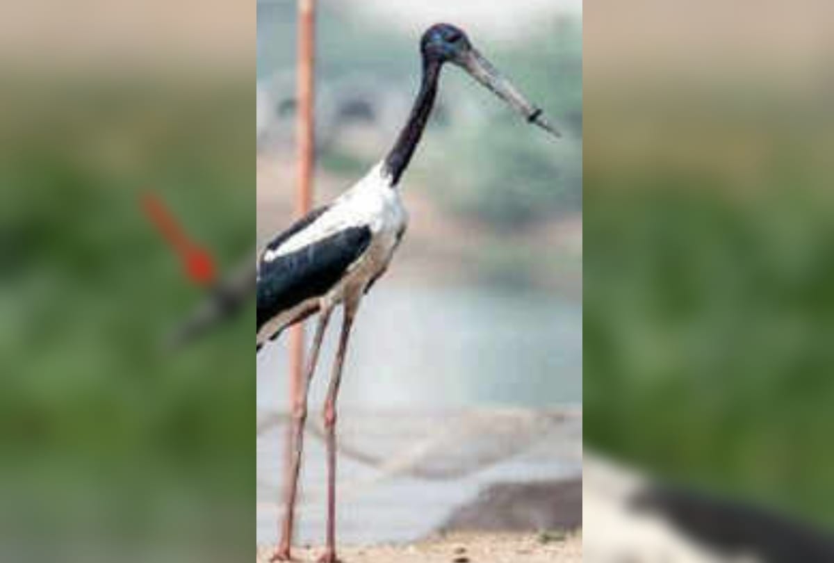 australian black necked stork bird rescued from plastic ring around its beak in gurugram