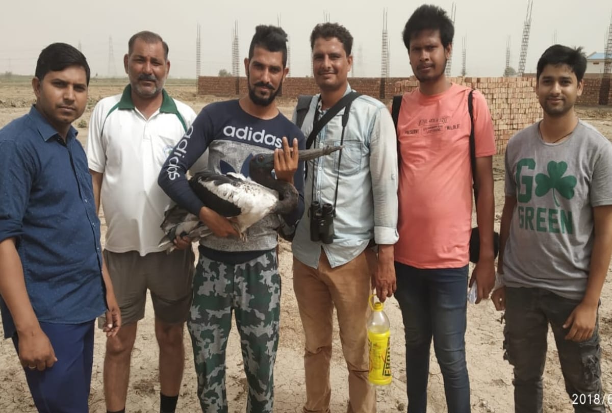 australian black necked stork bird rescued from plastic ring around its beak in gurugram