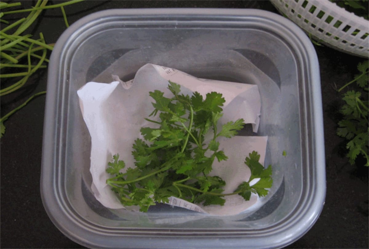 Tips to keep coriander Fresh for longer time