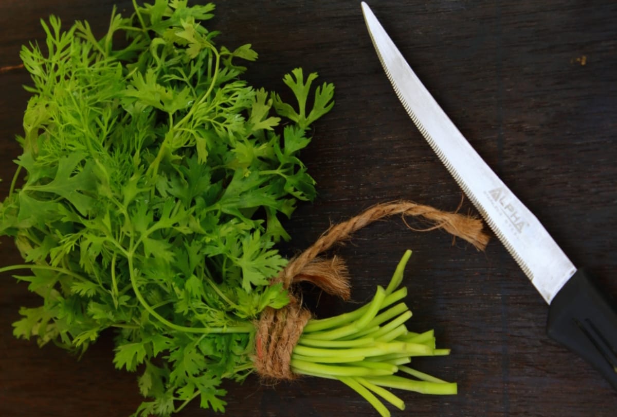 how to keep coriander Fresh for longer time