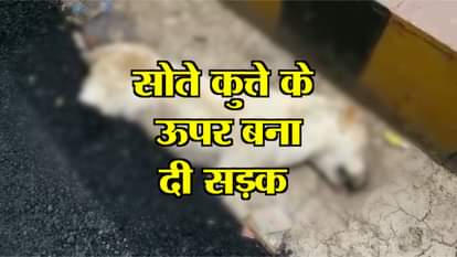 ROAD CONSTRUCTED OVER DOG AT AGRA MANEKA GANDHI ANIMAL NEWS