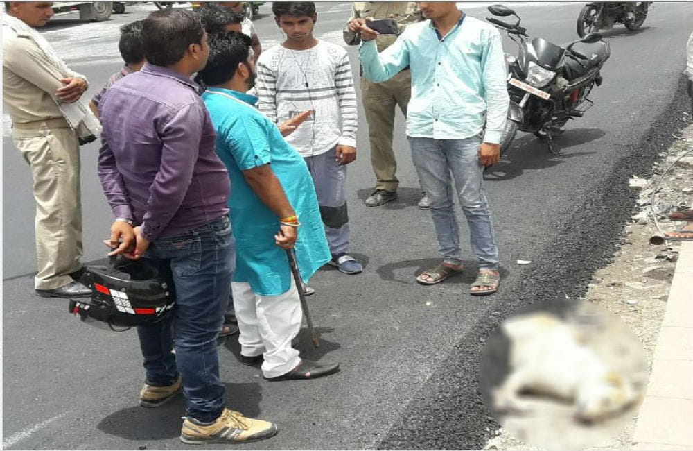 Why did dog postmortem was done by Agra police