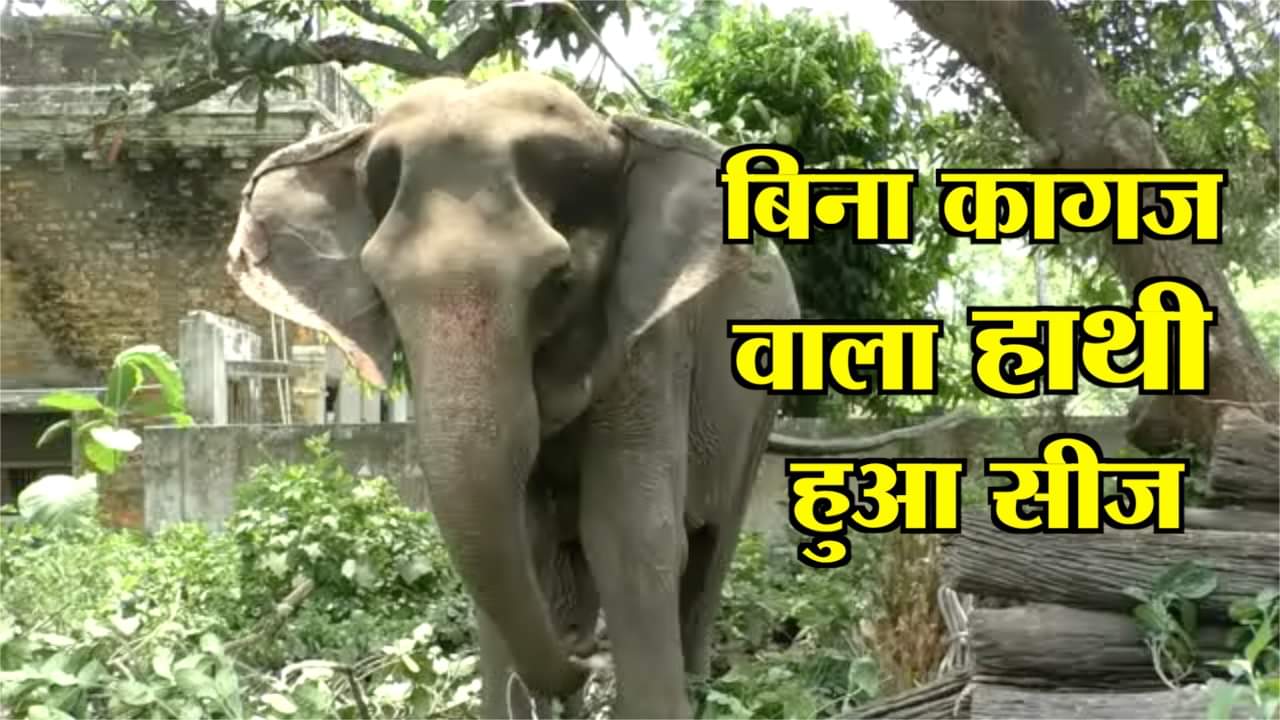 maharajganj elephant seize