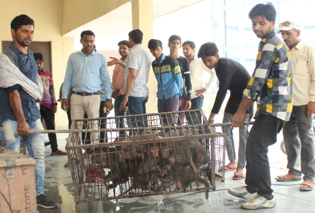 in ghaziabad monkeys trapped matter reaches to maneka gandhi she gives this order