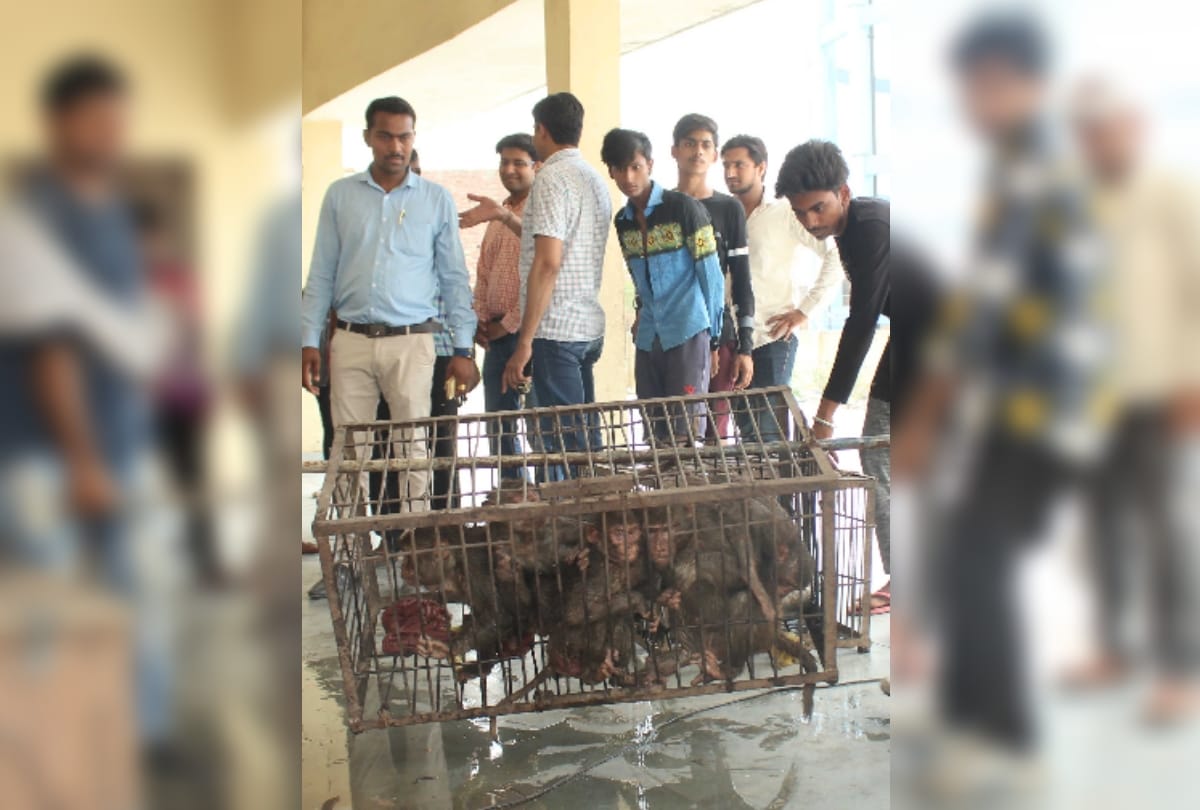 in ghaziabad monkeys trapped matter reaches to maneka gandhi she gives this order