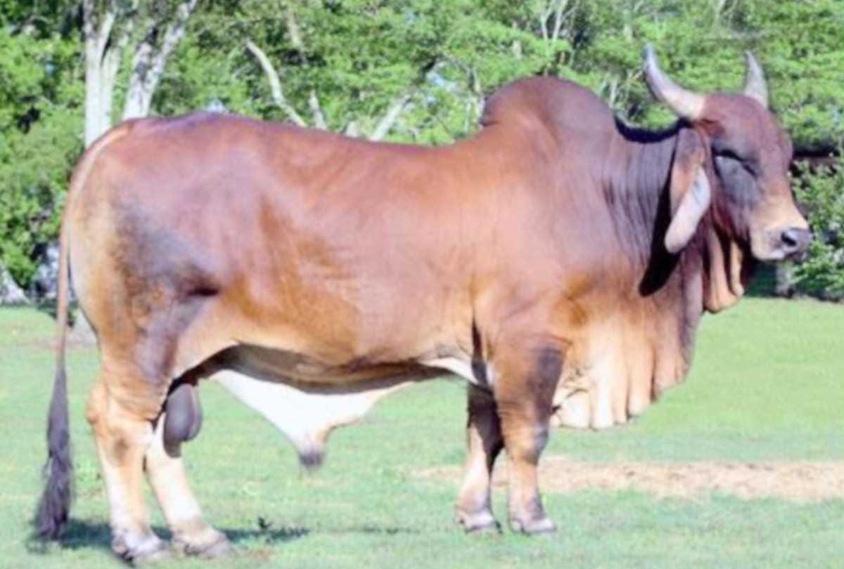 woman dies after bull hits in badaun in uttar pradesh