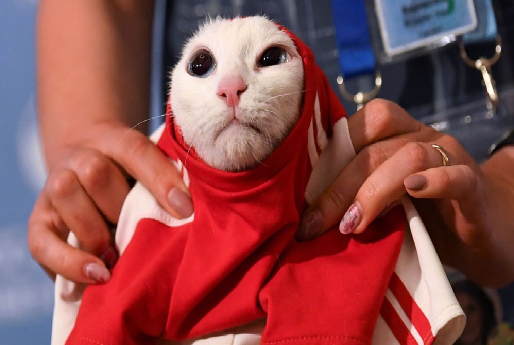 cat foretells which team win the opening match of fifa world cup 2018