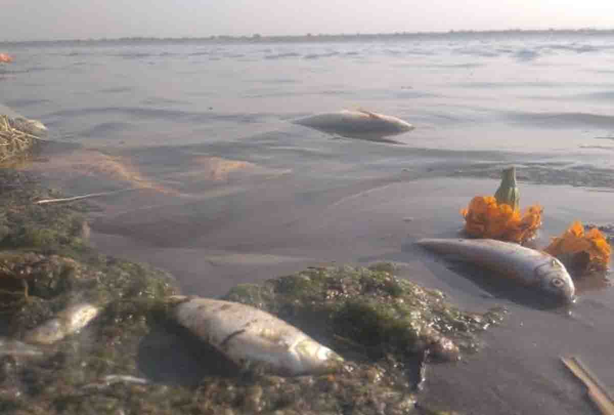 Sugar Mill's wastage item killing the fish 