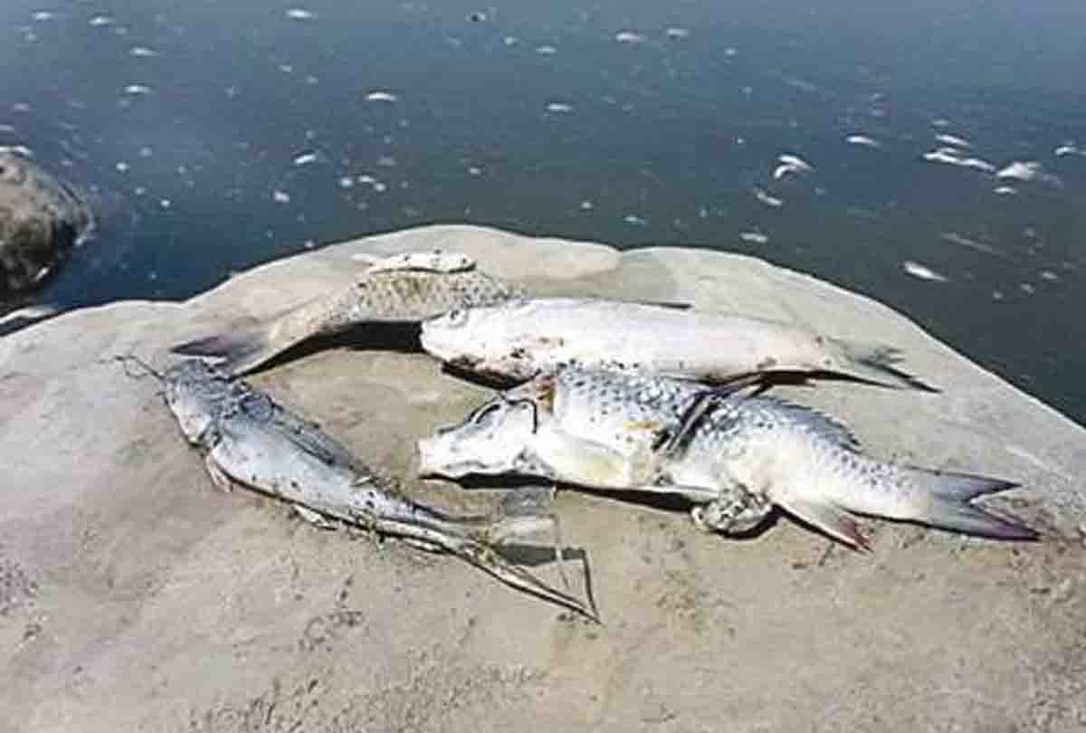 Sugar Mill's wastage item killing the fish 