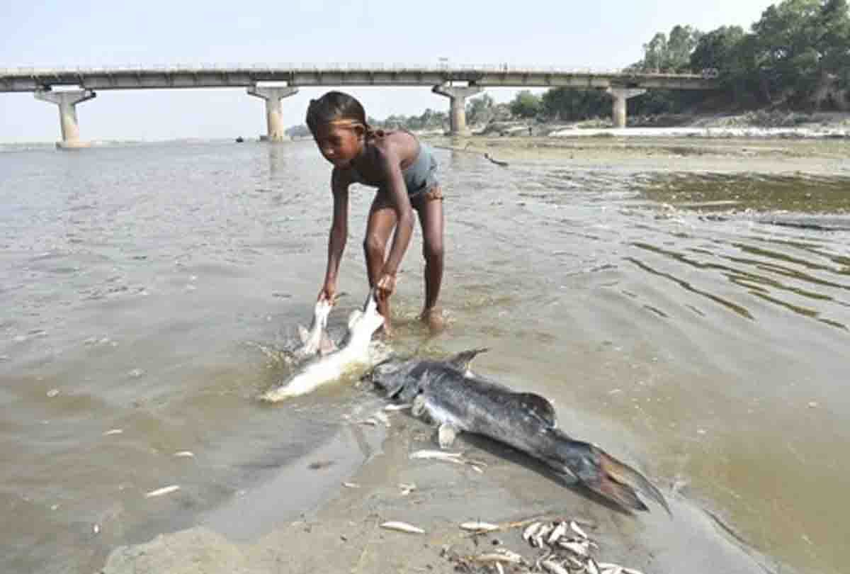 Sugar Mill's wastage item killing the fish 