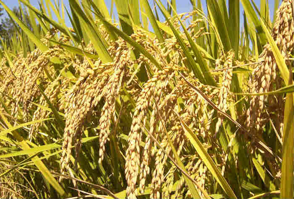Report against two women farmers