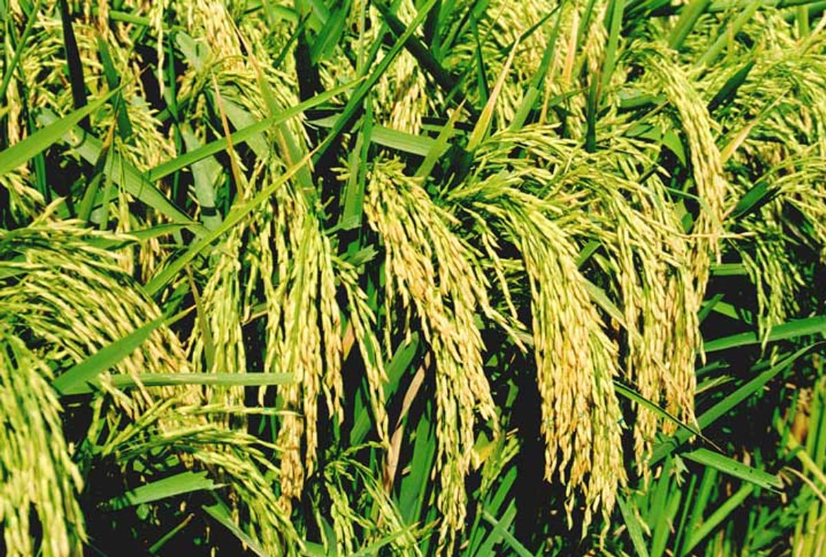 Report against two women farmers