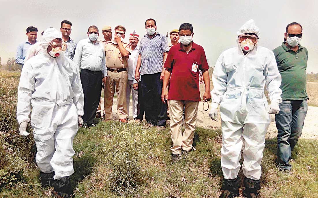 glanders deases effected mare killed