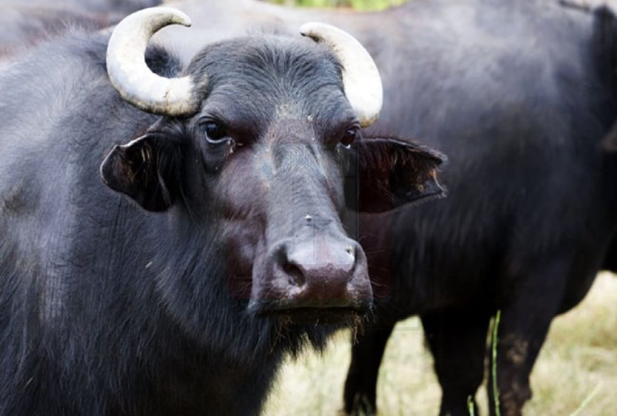 Two youths beaten to death in suspicion of buffaloes in Jharkhand