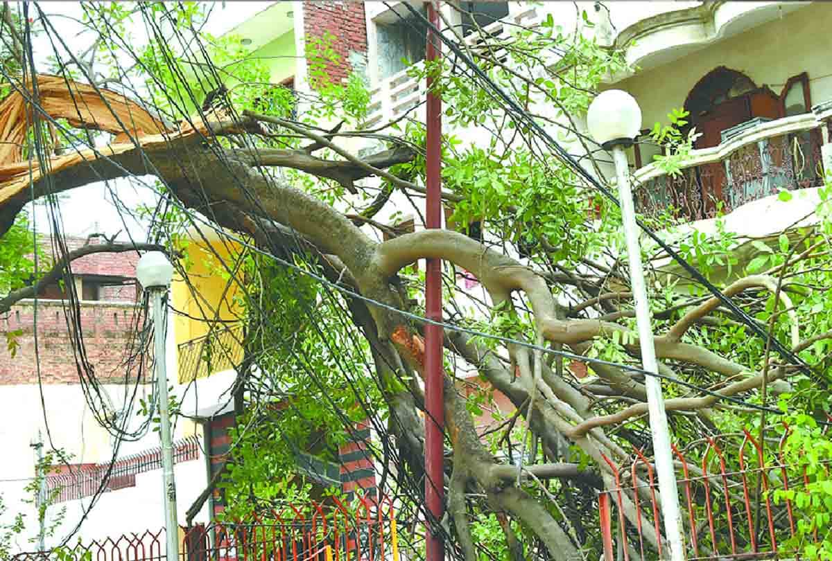 More than one hundred fifty trees fell due to storm