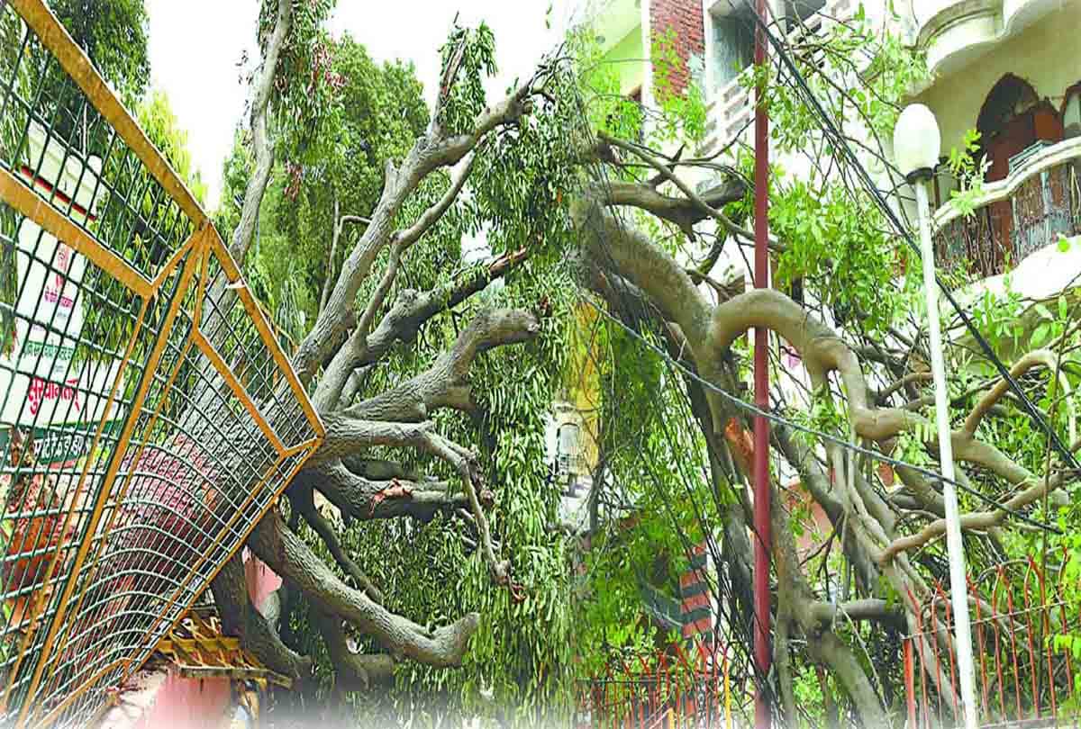 More than one hundred fifty trees fell due to storm