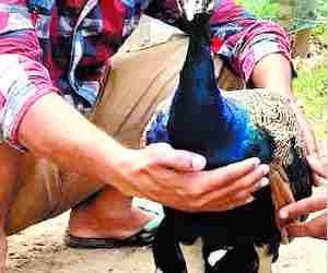 Dogs injured Peacock