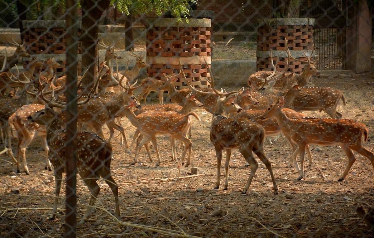 kolkata birds will be import in sarnath dear park