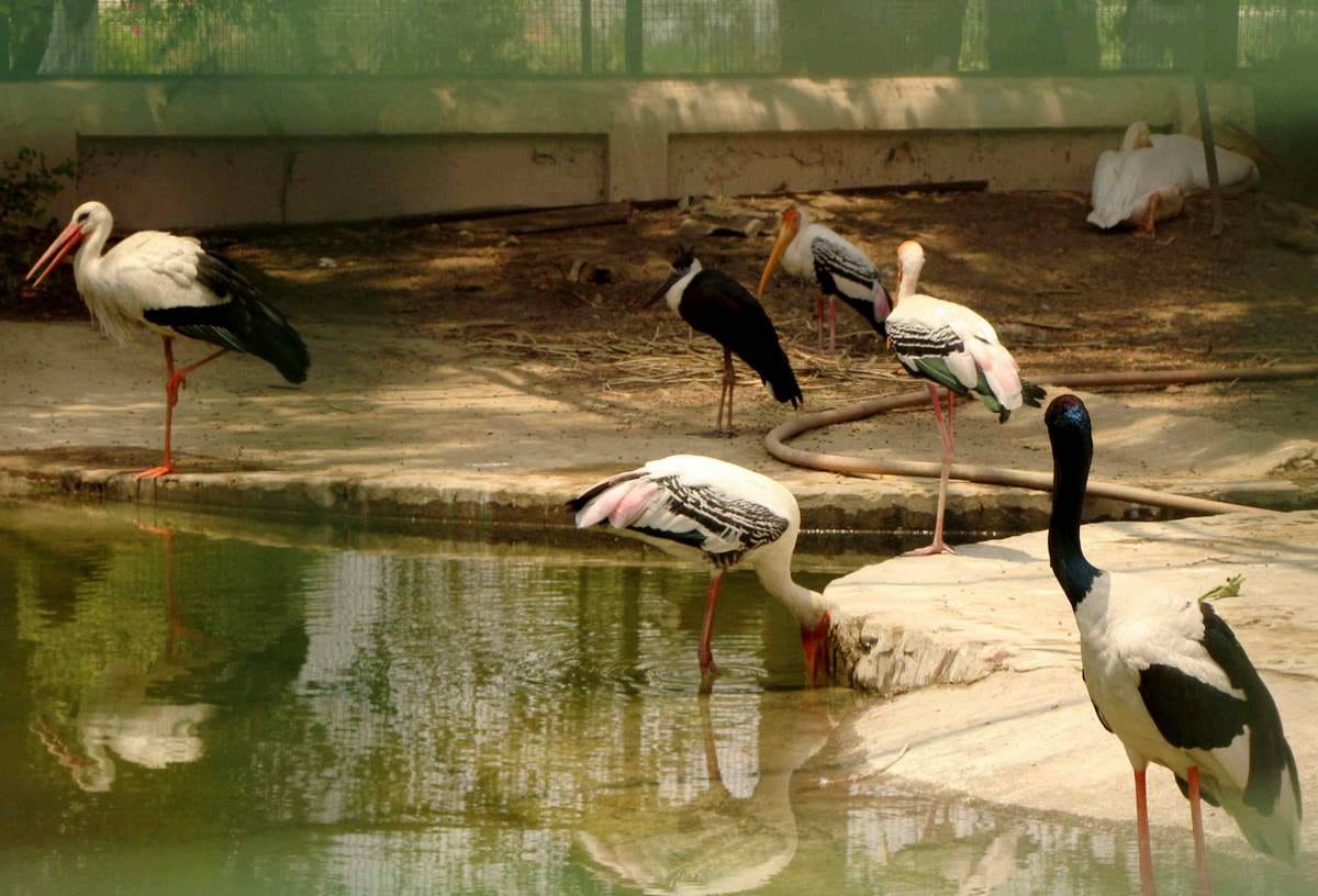 kolkata birds will be import in sarnath dear park