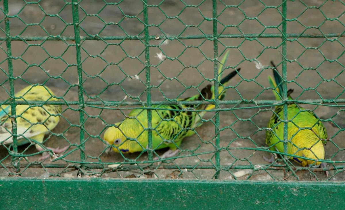 kolkata birds will be import in sarnath dear park
