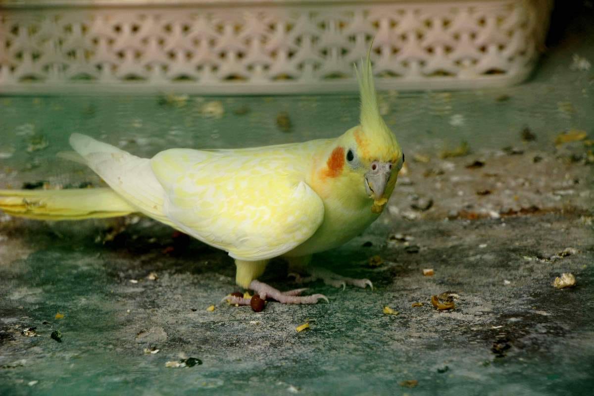 kolkata birds will be import in sarnath dear park