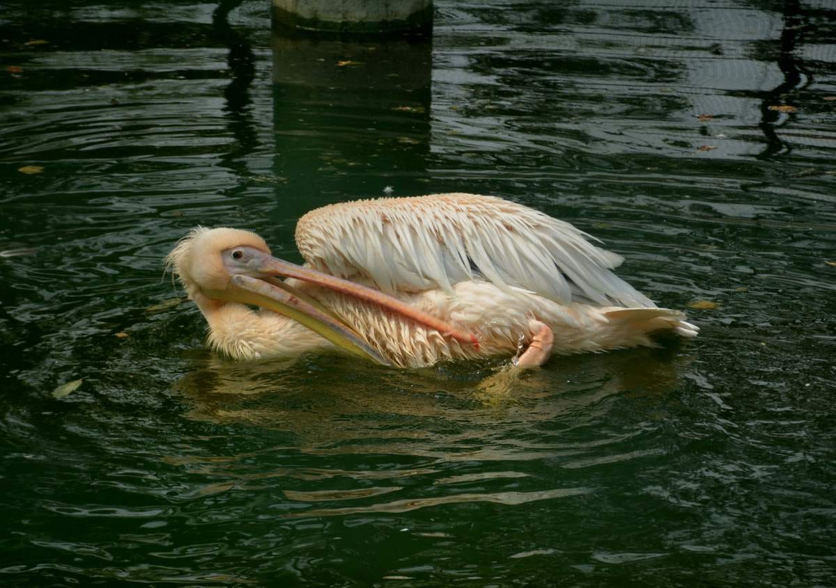 kolkata birds will be import in sarnath dear park