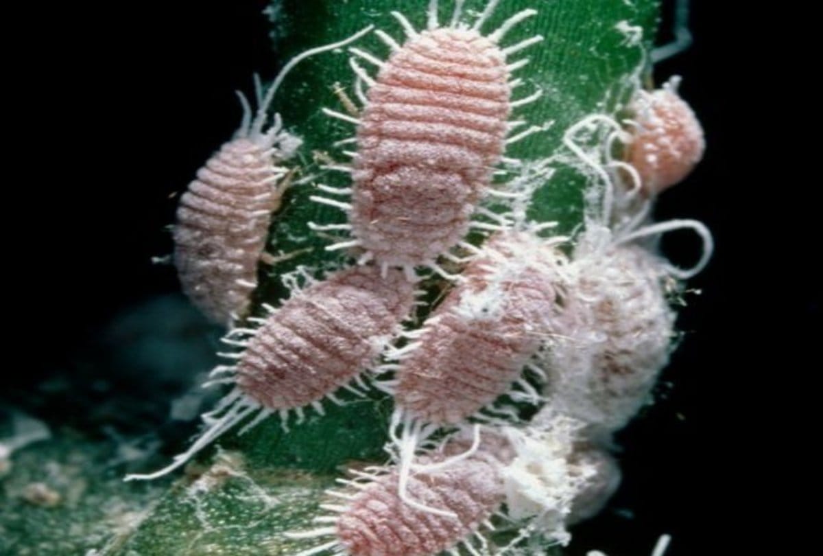 Now Sexy Plants To Protect Crops From Insects