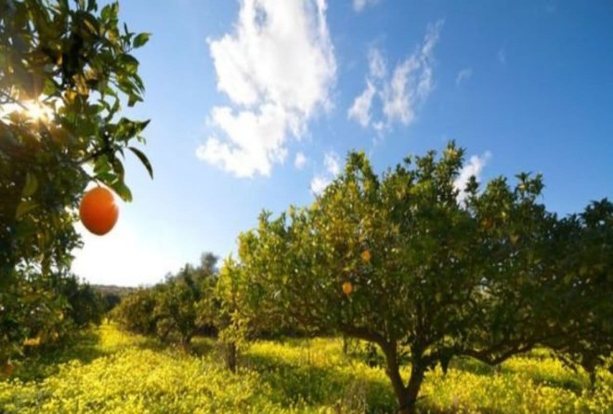 Now Sexy Plants To Protect Crops From Insects