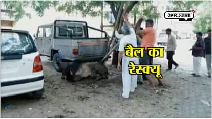 Watch: Bull stuck under a car rescued by locals