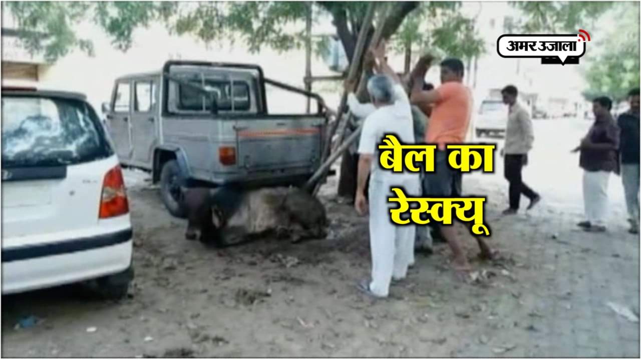 बैल का रेस्क्यू