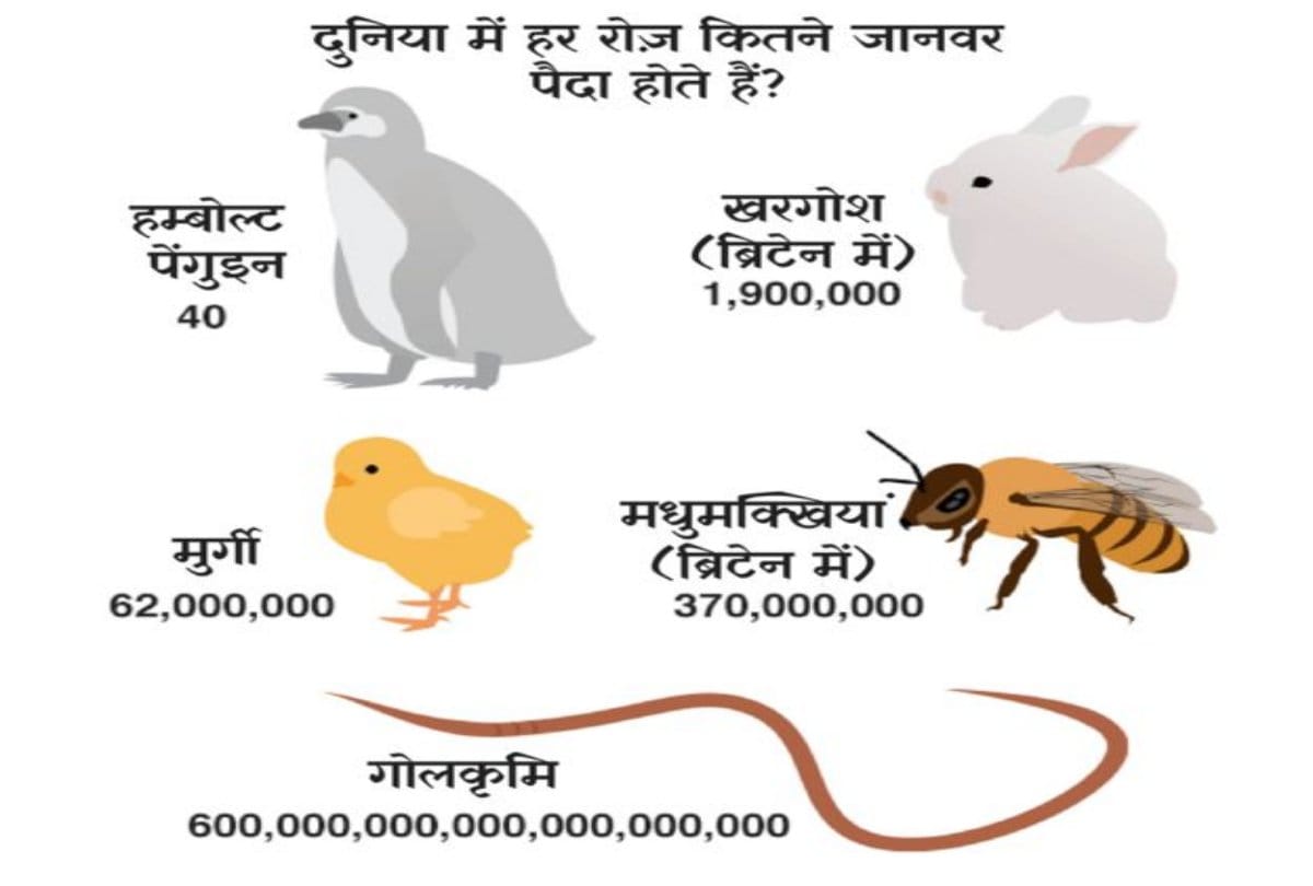 Know How many animals are born every day in the world