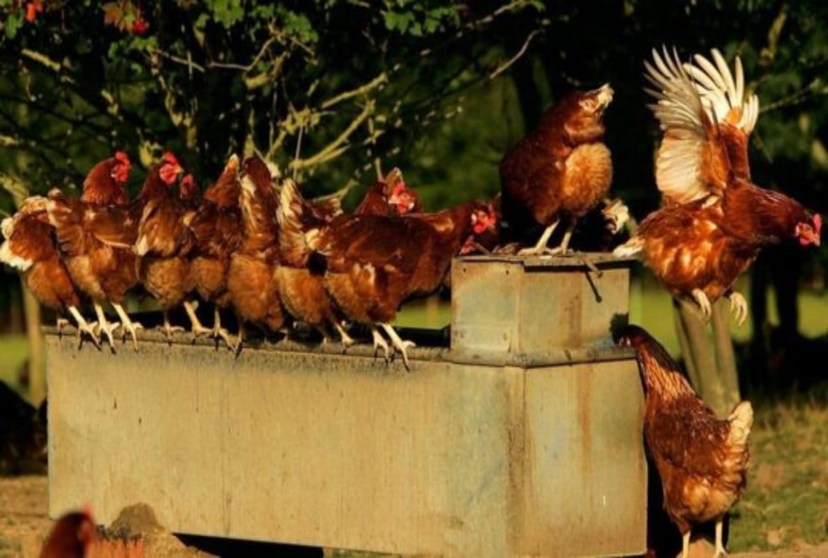 Know How many animals are born every day in the world