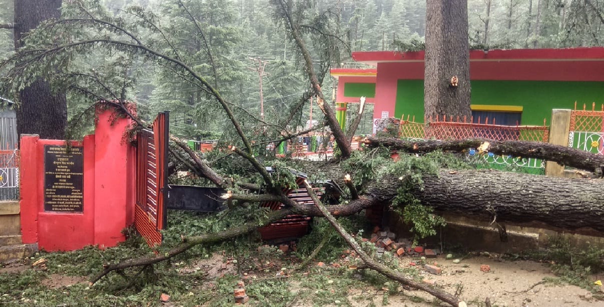 Many pine trees from storm to fall