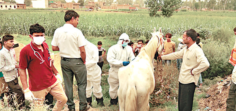glanders deases effected two horse killed