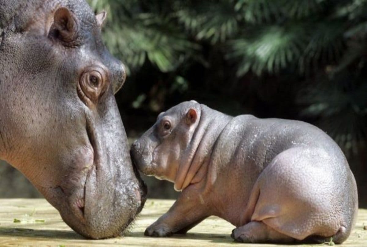 Dudhva national park gets two new born Hippopotamus 