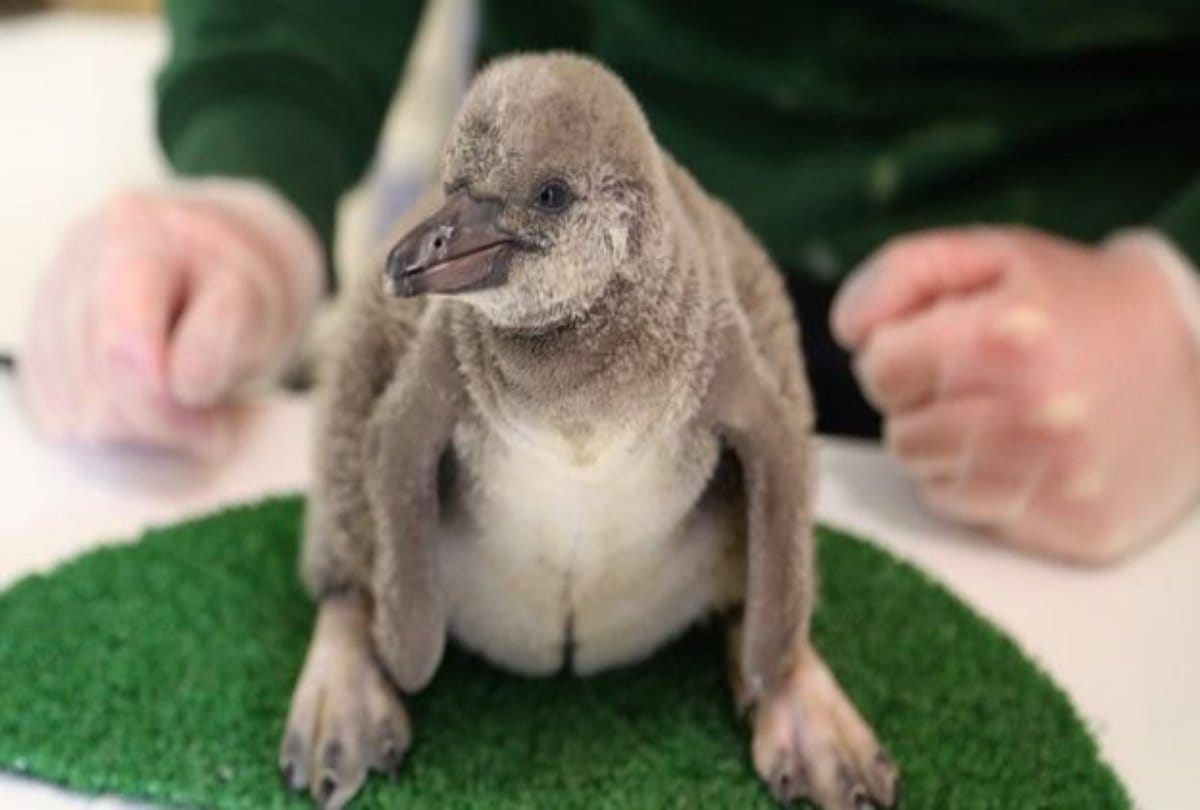Know How many animals are born every day in the world