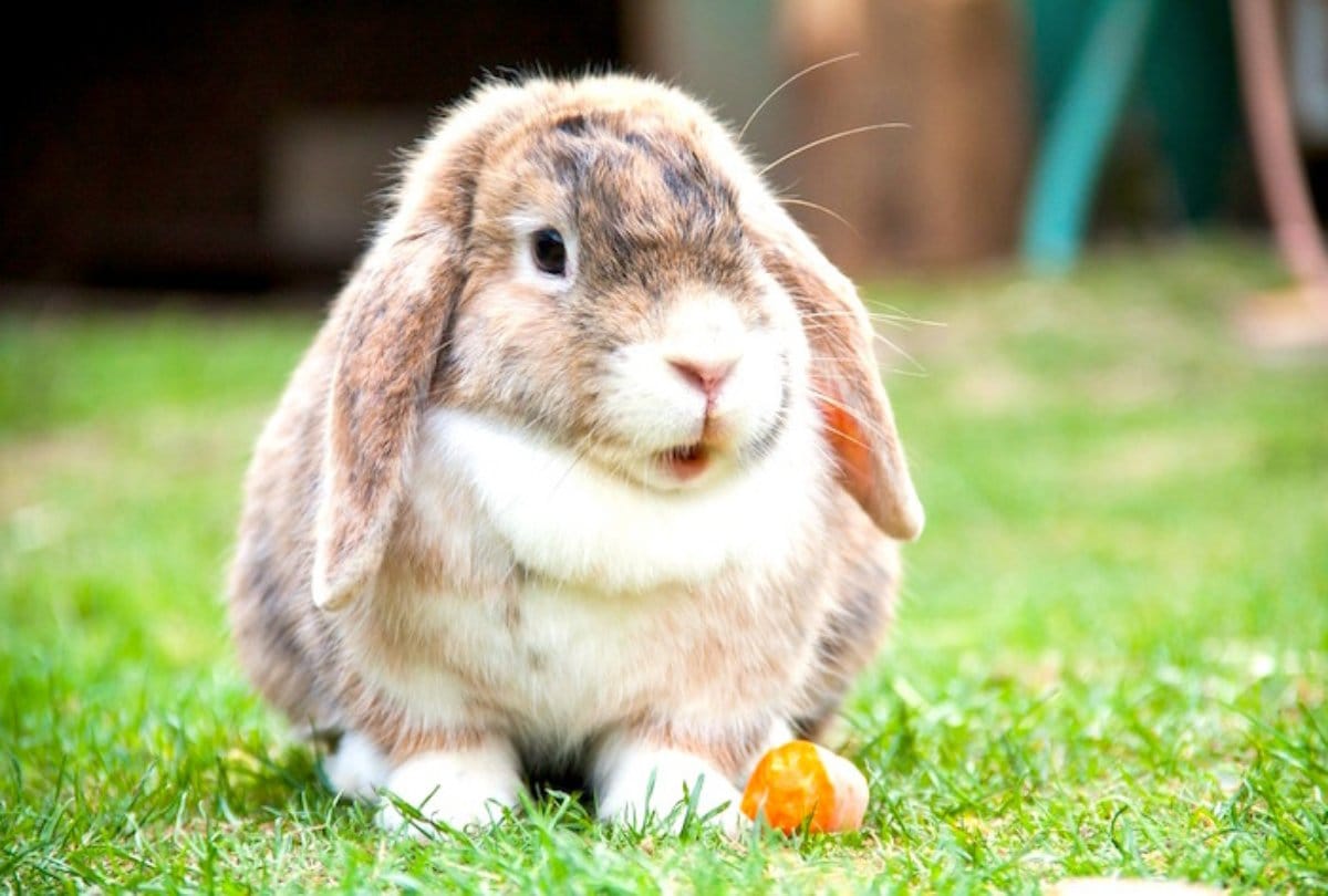why rabbit eat their own poop weird habits of animals