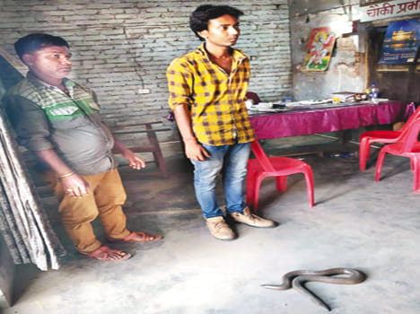 Two wildlife smugglers hit