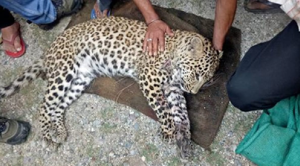 leopard dead body found from mirzapur forest