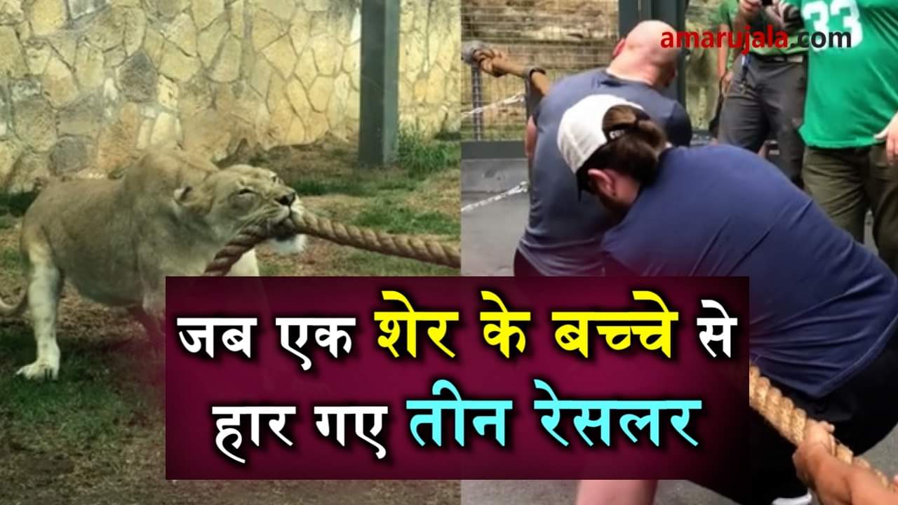 tug of war between lion cub and three wrestler