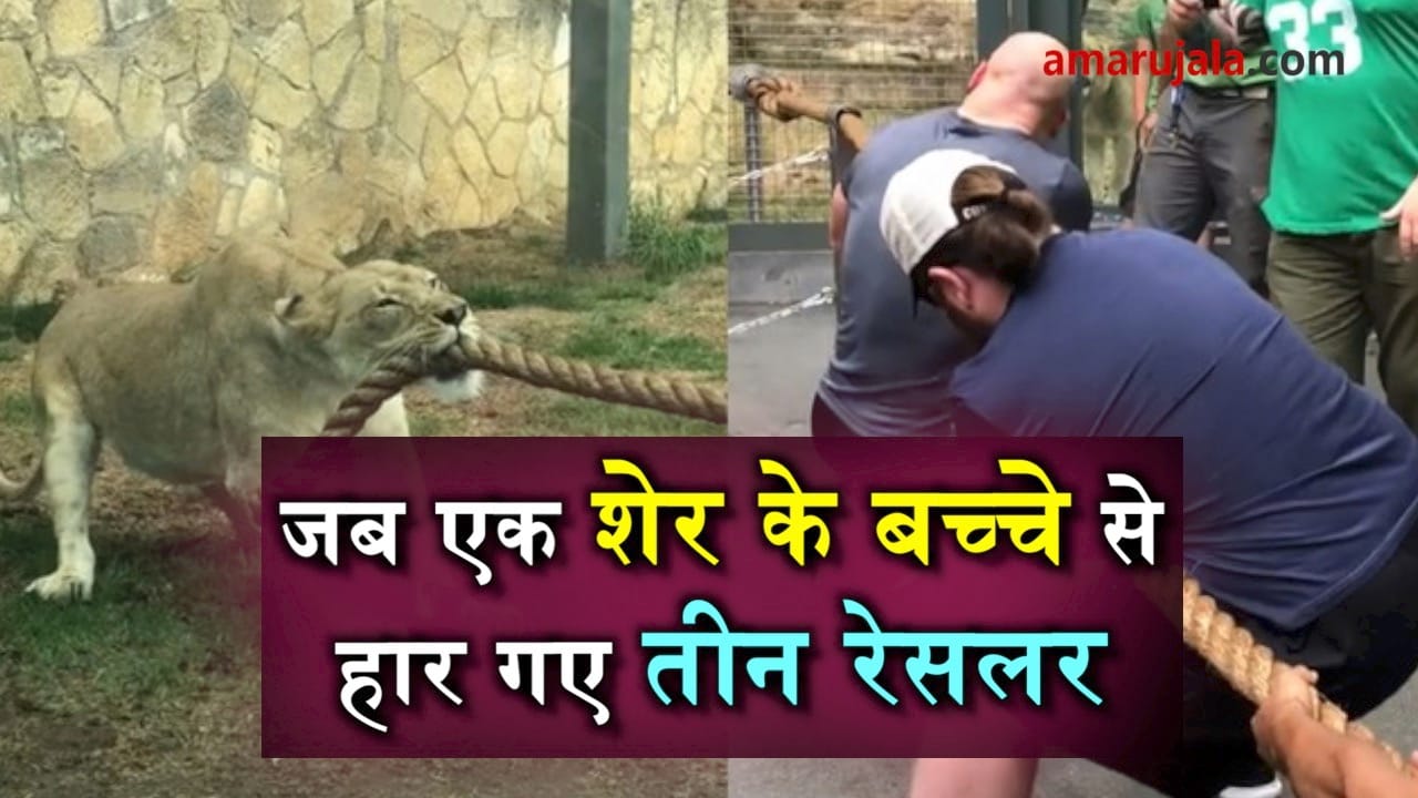 tug of war between lion cub and three wrestler