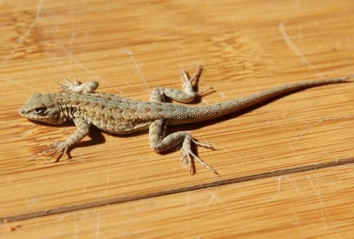 Lizard fall in food, girls' condition worsened