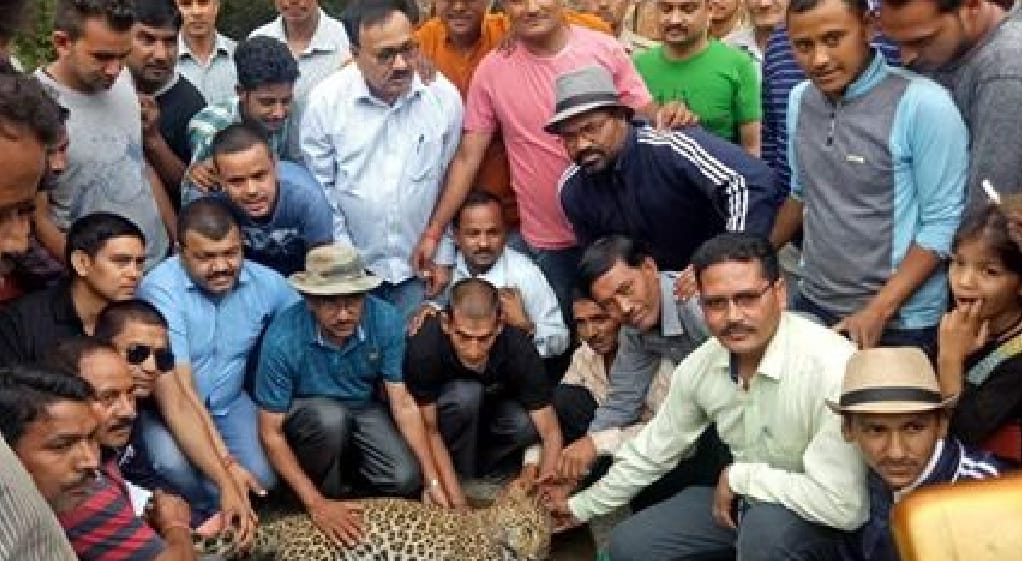 harinagari's maneater shot dead