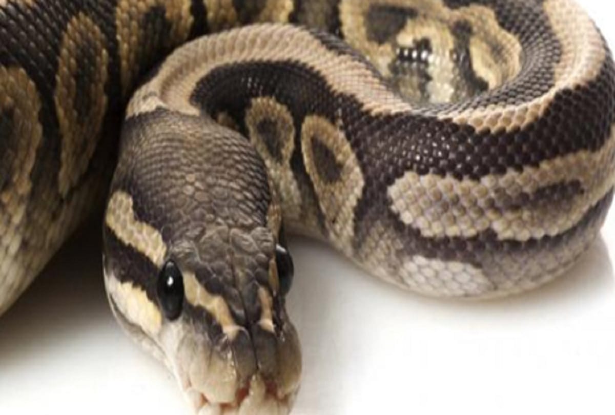Missing Indonesian woman body found inside belly python 