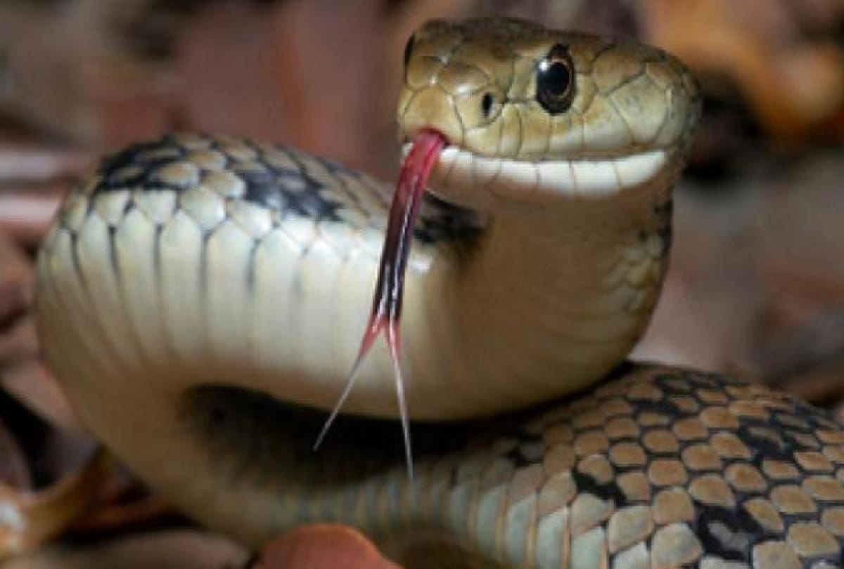 Akin brothers killed after Snakebite at ballia